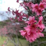 久米島のおすすめ花見スポット