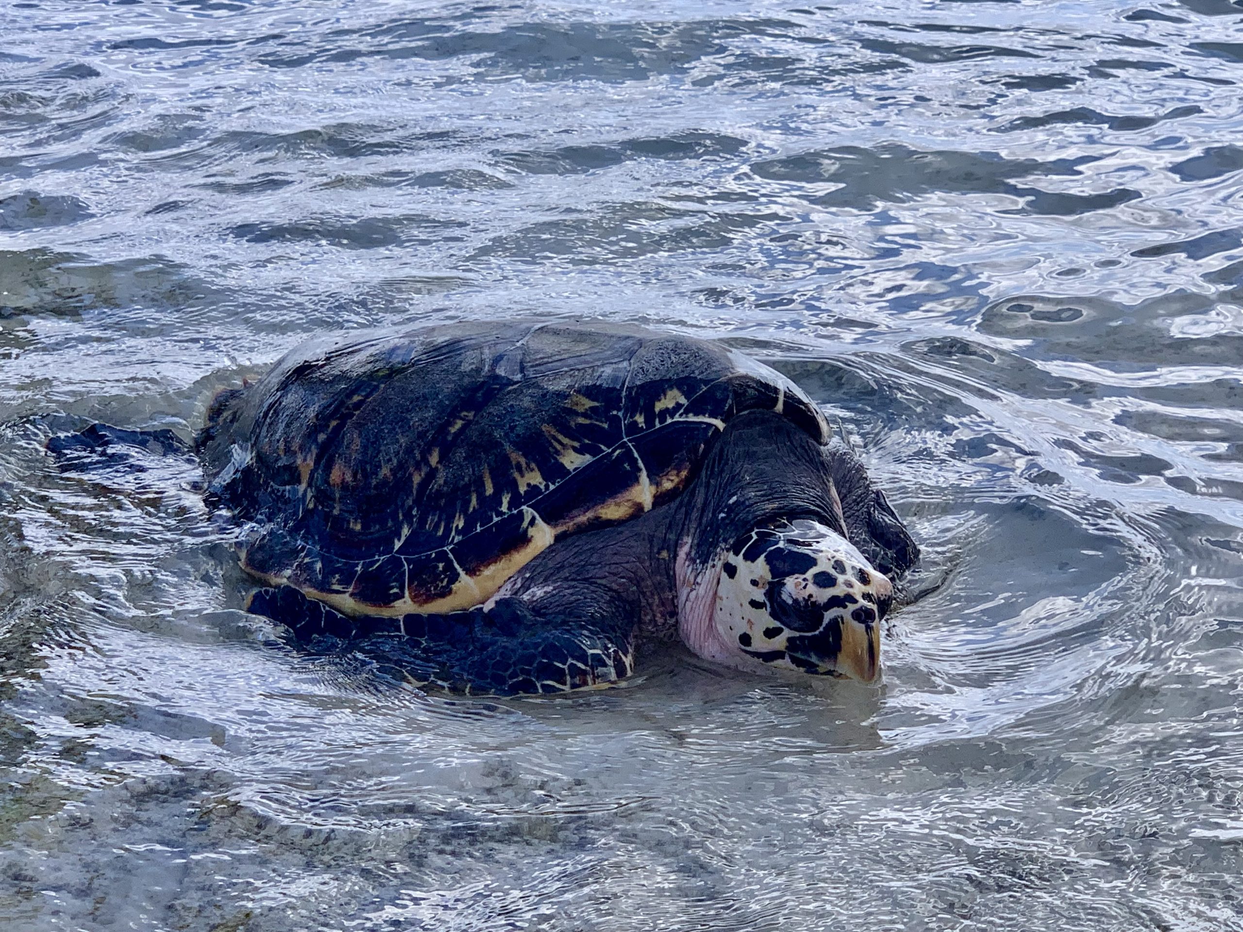奥武島の魅力を体感しよう！「うみがめまつり」 | 久米島ブログライターズ