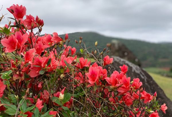 久米島の春を楽しもう！3月のおすすめイベント